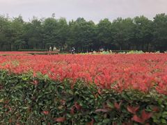 -洛阳市隋唐城遗址植物园