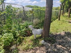 -马陆小张葡萄园农家乐