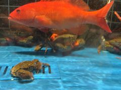 -阿明小菜·海鲜·上海菜(梅陇华理店)