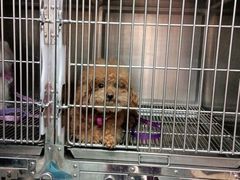 -宠福鑫康馨动物医院·骨科·眼科