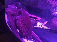 -暹罗海洋世界