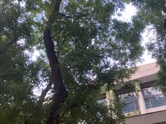 -中央戏剧学院(东城校区)