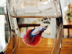 -莫内艺术岛海景咖啡