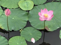 -渌洋湖湿地公园