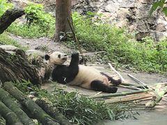 -都江堰中华大熊猫苑