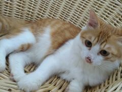 -李小姐の猫咖啡馆(五角场店)