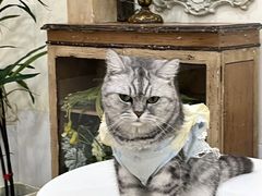 -共舞时光猫咖·狗咖(新街口店)