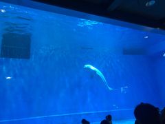 -芜湖新华联大白鲸海洋公园