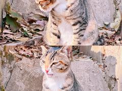-宝通禅寺