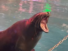 -烟台海昌鲸鲨海洋公园