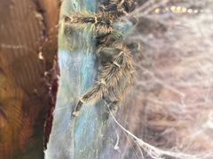-上海大自然野生昆虫馆(东方明珠·爬宠昆虫探索中心)