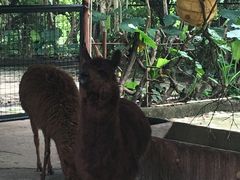 -深圳野生动物园