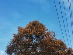 -四川大学(华西校区)