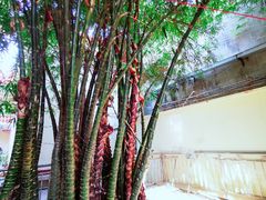 -深圳仙湖植物园-停车场