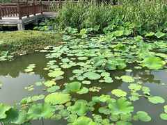 -苏州金鸡湖中茵皇冠假日酒店