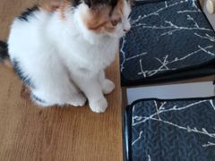 -平行世界·猫咖(首经贸店)
