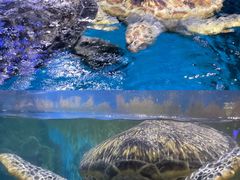 -烟台海昌鲸鲨海洋公园