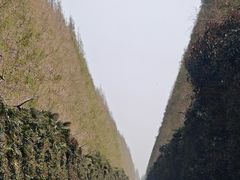 -黄海国家森林公园