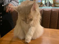-猫小院猫主题餐厅(三里屯店)