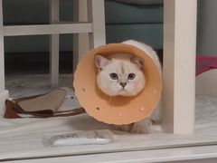 -伟伟宠物医院·CT影像中心·瑞派犬猫综合性门诊(汉口总院)