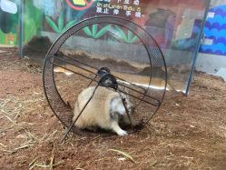点击看大图 -七巧国萌宠乐园(龙湖天街店)