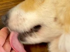 -豆柴町-柴犬主题狗咖(红鼎国际C座店)