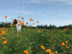 -北京东方普罗旺斯薰衣草庄园