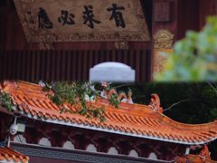 -深圳仙湖植物园