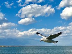 -洱海月湿地公园