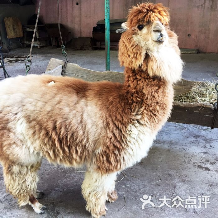 本溪動物園圖片-北京動物園-大眾點評網