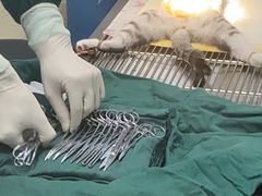 -瑞派雷欧宠物医院·中兽医·眼科·急重症转诊中心(黄台店)