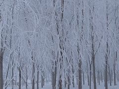 -人民防洪胜利纪念塔