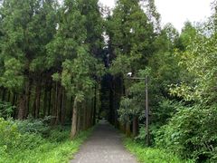 -东平国家森林公园
