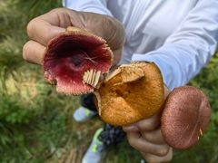 -塞罕坝国家级自然保护区