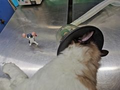 -瑞派动物医院·猫专科·至诚(江南中分院)