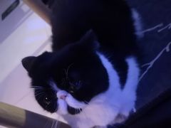 -平行世界·猫咖(首经贸店)