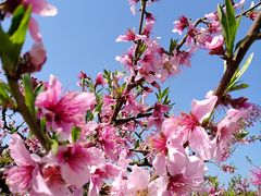 -南汇桃花村