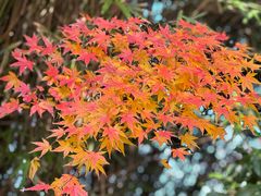 -大宁郁金香公园-停车场