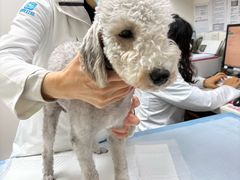 -美联众合动物医院·24h转诊中心