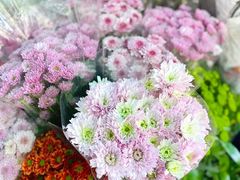 -溪岸路花鸟市场