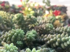 -三圣花乡旅游区