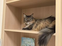 -谐和益家动物医院·免疫绝育·血液透析·宠保定点医院(高新伊藤分院)