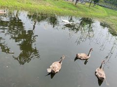 -北龙湖湿地公园