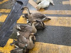 -清远三鸟海鲜农贸市场