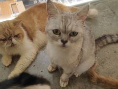 -more than meow吴止猫主题餐厅(承德 中船汇店)