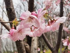 -顾村公园