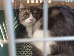 -瑞派康怡24h宠物医院·犬猫医疗中心·微创绝育(瑞景分院)