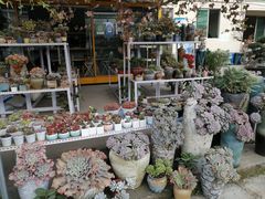 -金科花卉市场
