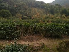 -北仑森林植物园