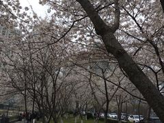 -西北湖绿化广场